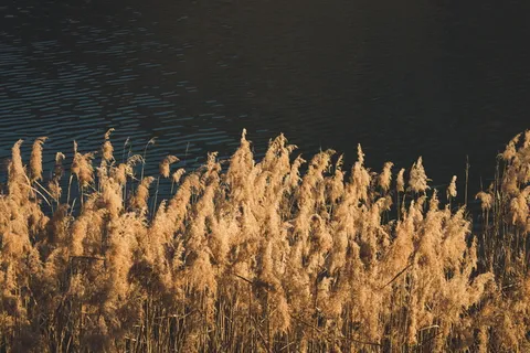 河岸上的黄草 河岸上的黄草