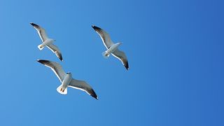 海鸥，天空，蓝色，飞翔，鸟，飞翔，野生动物，飞翔