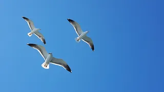 海鸥，天空，蓝色，飞翔，鸟，飞翔，野生动物，飞翔