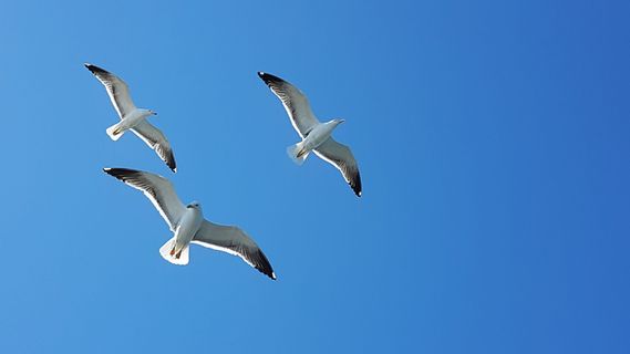 海鸥,天空,蓝色,飞翔,鸟,飞翔,野生动物,飞翔 海鸥,天空,蓝色,飞翔,鸟,飞翔,野生动物,飞翔