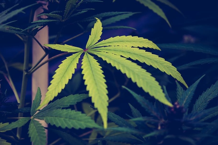 绿色大麻叶，植物，杂草，鸟，动物，大麻，大麻，叶