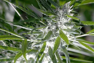 浅, 聚焦摄影, 绿色, 叶子, 厂, 仙女教母, 大麻, 大麻