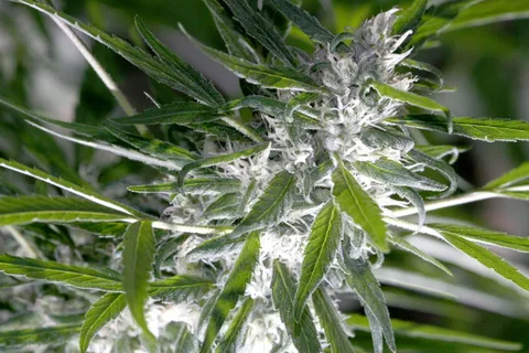 浅, 聚焦摄影, 绿色, 叶子, 厂, 仙女教母, 大麻, 大麻 浅, 聚焦摄影, 绿色, 叶子, 厂, 仙女教母, 大麻, 大麻