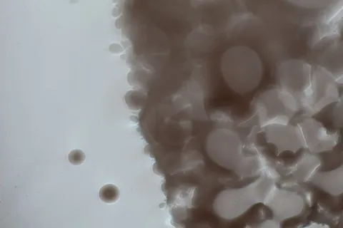 捷克、布拉格、乔切拉德斯卡、无人、特写、室内、图案、背景