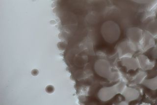 捷克、布拉格、乔切拉德斯卡、无人、特写、室内、图案、背景