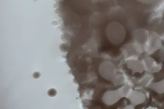 捷克、布拉格、乔切拉德斯卡、无人、特写、室内、图案、背景