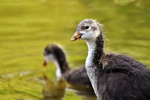 浣熊，鸭子，小鸡，水鸟，鸟，小动物，比尔，羽毛