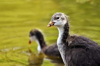 浣熊，鸭子，小鸡，水鸟，鸟，小动物，比尔，羽毛