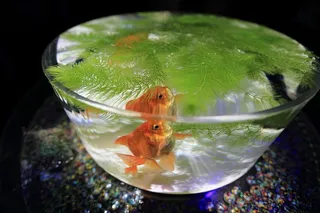 运动、健康、膳食、餐具、餐厅、杯子、清汤、炖肉