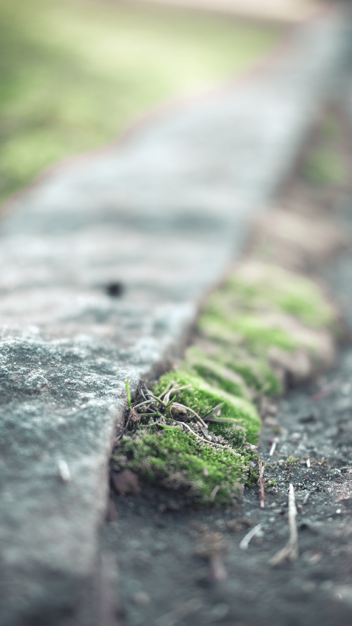 草、人行道、混凝土、模糊、绿色、道路、选择性聚焦、植物