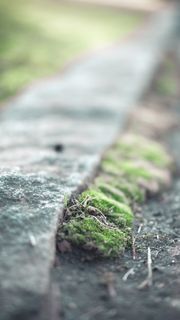 草、人行道、混凝土、模糊、绿色、道路、选择性聚焦、植物