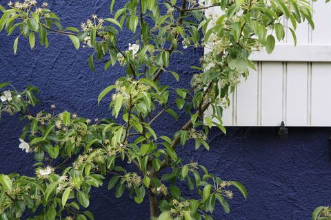 柏林，德国，tuschkastensiedlung，春天，春天，百叶窗，树，树枝