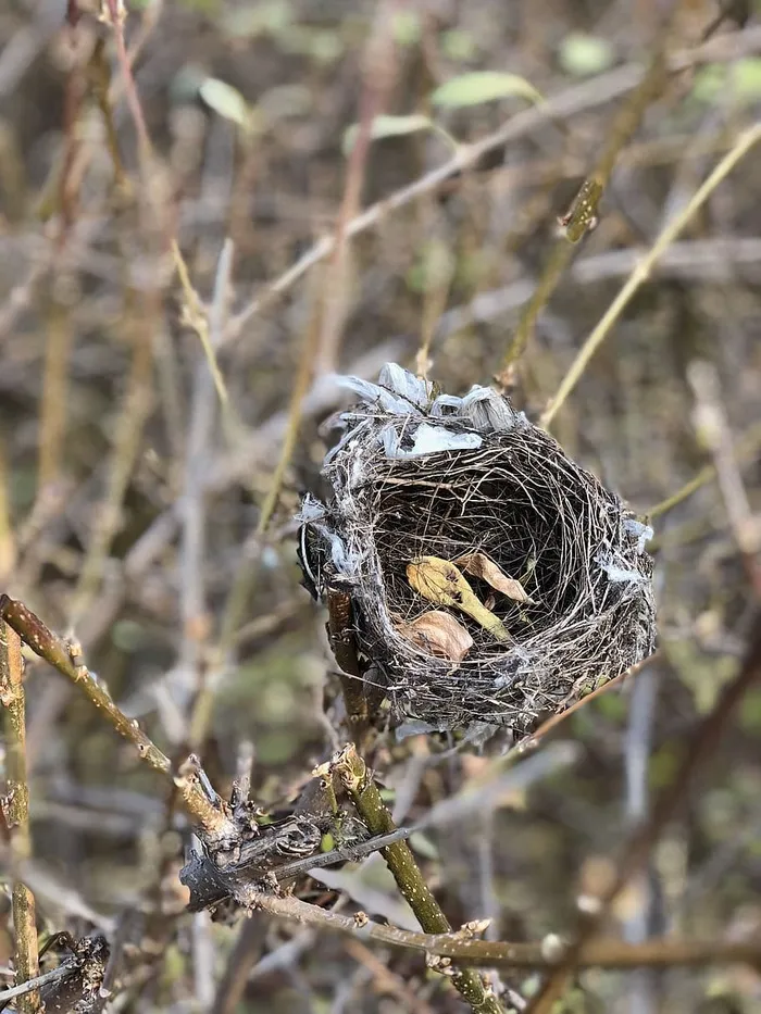 鸟巢，聚焦前景，白天，特写，没有人，自然，植物，野生动物