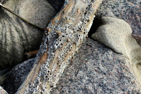 藤壶,贻贝,瓦特地区,沿海地区,灰色,漂浮物,海运,巴拉尼科 藤壶,贻贝,瓦特地区,沿海地区,灰色,漂浮物,海运,巴拉尼科