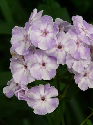 多年生高福禄考，福禄考，火焰花圆锥花序，火焰花，福禄考，观赏灌木，蓝色，白色
