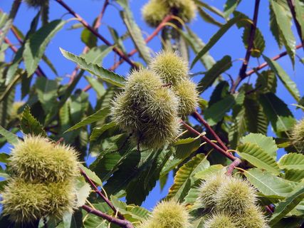 卷曲、秋季、栗子、植物、生长、食品、食品和饮料、新鲜度