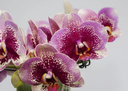 蝴蝶兰,紫色,兰花,farbenpracht,bloom,蝴蝶兰,植物,bloom 蝴蝶兰,紫色,兰花,farbenpracht,bloom,蝴蝶兰,植物,bloom