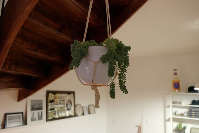植物、花盆、装饰、悬挂、绳索、室内、建筑、无人