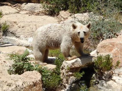 棕熊，动物园，自然，熊，岩石物体，一种动物，野生动物，野生动物