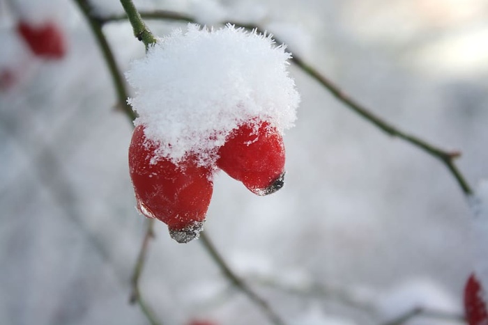 自然，户外，冰，雪，霜，冬天，植物，食物