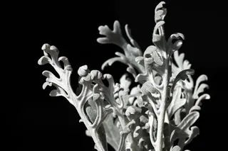 花，美，自然，植物，花瓣，花，花，季节