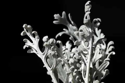 花,美,自然,植物,花瓣,花,花,季节 花,美,自然,植物,花瓣,花,花,季节