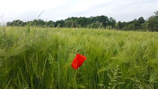 田野, 草坪, 草原, 自然, 农村, 夏天, 修剪, 花