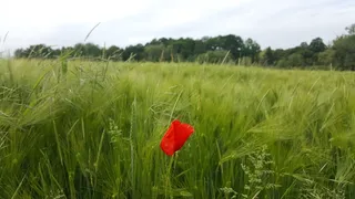 田野, 草坪, 草原, 自然, 农村, 夏天, 修剪, 花
