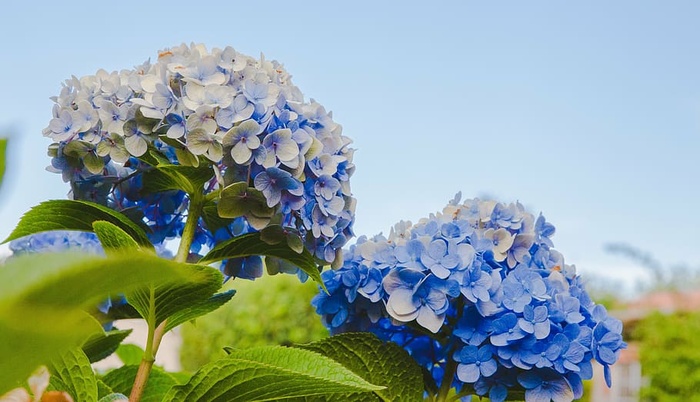 蓝色，带花瓣的花，绿色，叶子，花，花瓣，花朵，花园