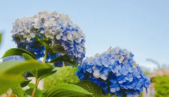 蓝色，带花瓣的花，绿色，叶子，花，花瓣，花朵，花园