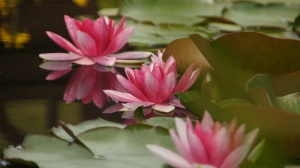 睡莲，池塘，泰奇普兰兹，黄花，开花，开花，花朵，开花植物