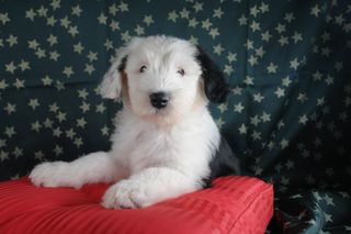 短尾，小狗，母狗，一只动物，宠物，家养，家养动物，哺乳动物