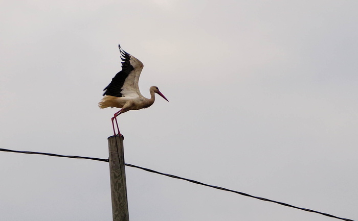 街道柱子顶上的黑白鸟