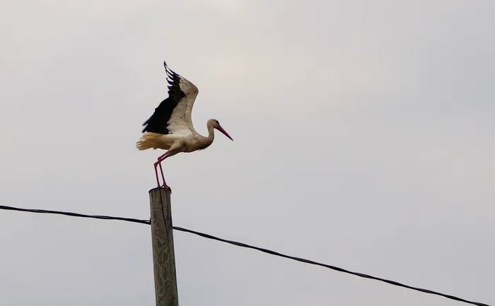 街道柱子顶上的黑白鸟