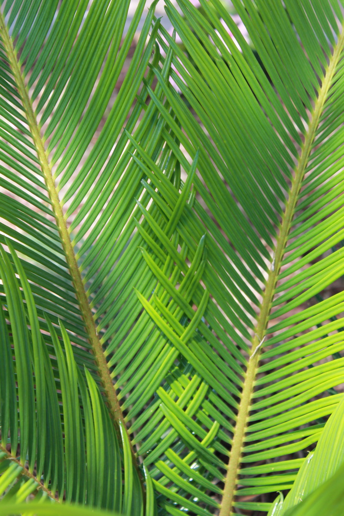 西米，棕榈，自然，植物，蕨类，叶子，绿色，生长