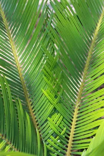 西米,棕榈,自然,植物,蕨类,叶子,绿色,生长 西米,棕榈,自然,植物,蕨类,叶子,绿色,生长