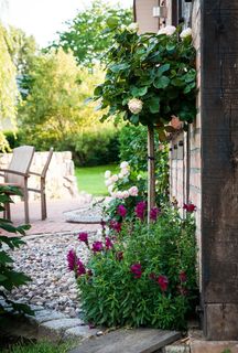 花园,玫瑰,玫瑰丛,地板,花朵,花朵,花朵,植物 花园,玫瑰,玫瑰丛,地板,花朵,花朵,花朵,植物