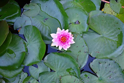睡莲,百合,植物,花,水,池塘,垫,水生 睡莲,百合,植物,花,水,池塘,垫,水生