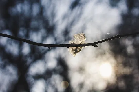 动物，鸟，飞行，鹰嘴兽，白色，纹理，背景，空灵