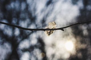 动物，鸟，飞行，鹰嘴兽，白色，纹理，背景，空灵