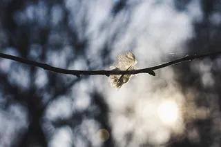 动物，鸟，飞行，鹰嘴兽，白色，纹理，背景，空灵