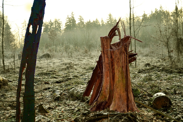 树，雾，冬天，寒冷，神秘，无色，森林，土地