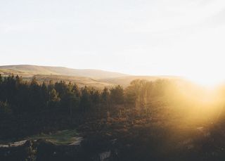 阳光，松树，绿色，树木，植物，自然，森林，山脉