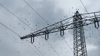 德国，克罗诺，田野，鸟类，天空，野生动物，电缆，脊椎动物