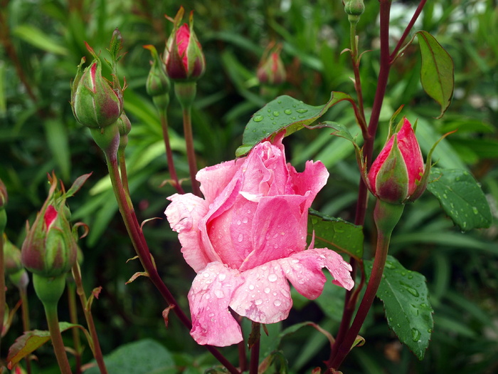 花蕾粉色，花蕾花朵，玫瑰，湿花，雨滴，罗西奥，茧，粉色花朵