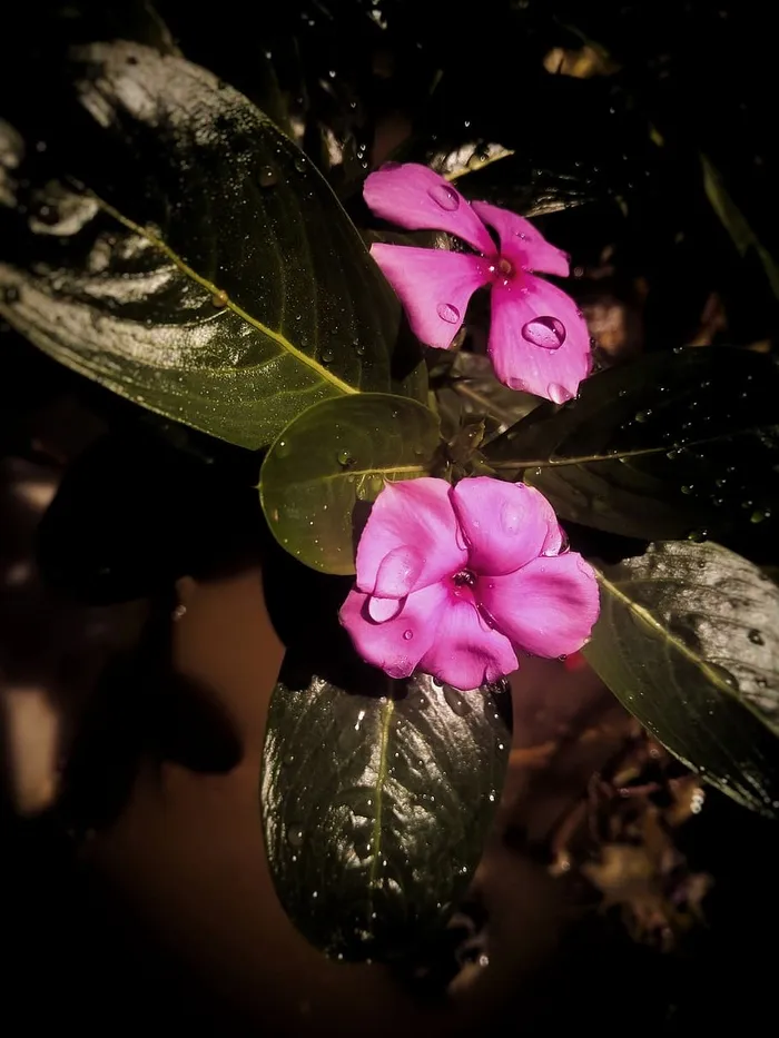 花，自然，植物群，叶，花瓣，开花植物，脆弱性，自然之美