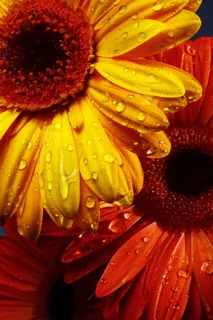 黄色、向日葵、微型、快照、花朵、红色、雏菊、美丽的花朵 黄色、向日葵、微型、快照、花朵、红色、雏菊、美丽的花朵