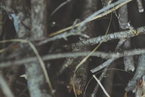 塞浦路斯，帕福斯，木材，树枝，树木，零散，细枝，自然