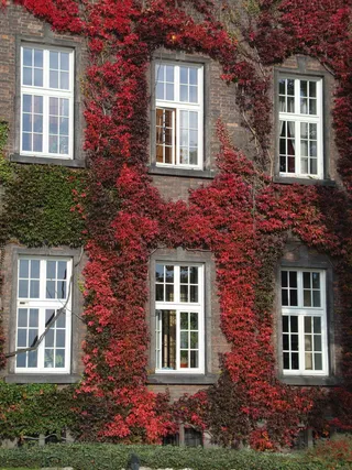 克拉科夫, 波兰, 瓦维尔, 纪念碑, 窗口, 建筑外观, 建筑, 花