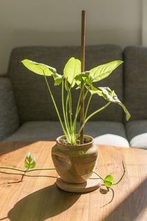 奥克兰, 美国, 锅, 棍子, 增长, 叶, 新叶, 污垢